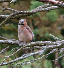 A young Jay keeping watch 