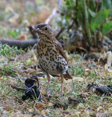 Busy Thrush collecting worms