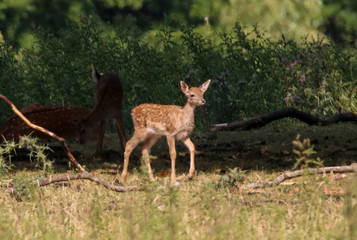Gorgeous newborn Fawn 