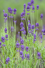 Obraz premium Violet lavender blooming fields in furano, hokaido, japan.Closeup focus ,flowers background.
