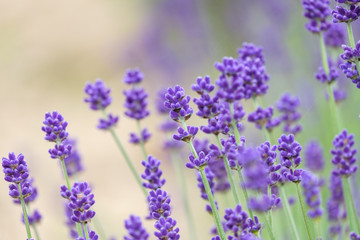 Violet lavender blooming fields in furano, hokaido, japan.Closeup focus ,flowers background.