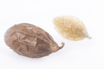 Vegetable sponge - Luffa operculata. White background