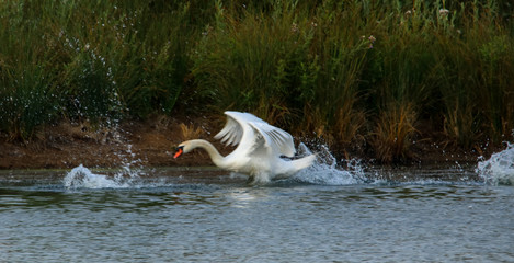 Angry Swan