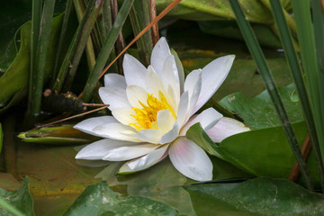 Beautiful Waterlilly 