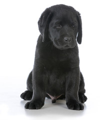 Fototapeta premium male labrador retriever