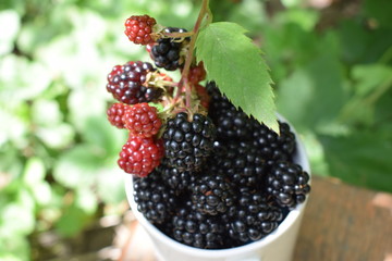 Ripe juicy fresh blackberries in a white cup in the garden in the summer