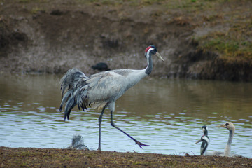 Crane birds