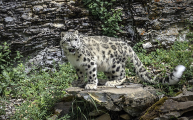 Fototapeta na wymiar Snow Leopard on Guard