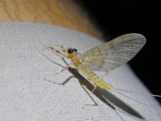 Mayfly