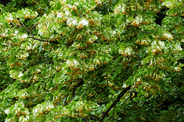 Lime tree with blossoming linden blossom.