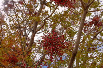 クリスマスの実