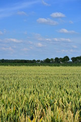Niederrhein,Kornfeld,Sommer,