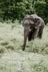 Fototapeta premium Elephants in a National Park from Sri Lanka
