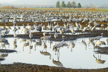Crane birds in Agamon Hula bird refuge