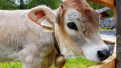 Babykuh Kalb Rind