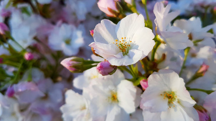 weiß-rosa Blüten Nahaufnahme