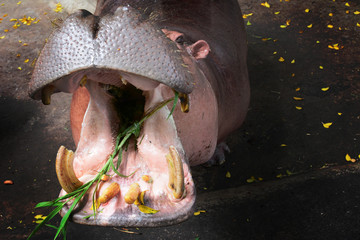 Fototapeta na wymiar hippopotamus eating, feed, open mount, close up on head