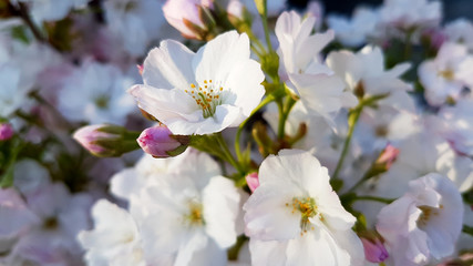 weiß-rosa Blüten