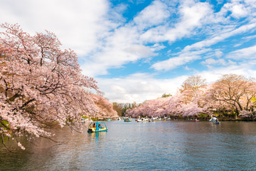 Inokashira park in Kichijoji at cherry blossom time, Tokyo, Japan
