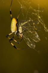 Banana spider, FLorida
