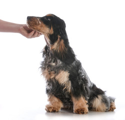 hand petting a dog on chin