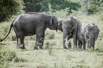 Elephants in a National Park from Sri Lanka