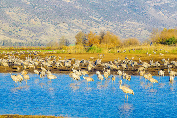 Common crane birds in Agamon Hula bird refuge