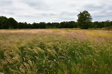 Maasduinen,Naturschutzgebiet,Niederlande