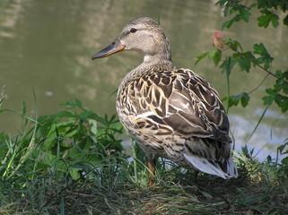 Braune gescheckte Stockente am Bachufer