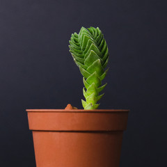 beautiful plant succulent in a pot on a gray background