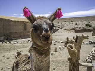 Close up of a cute decorated llama