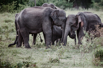 Elephants in a National Park from Sri Lanka