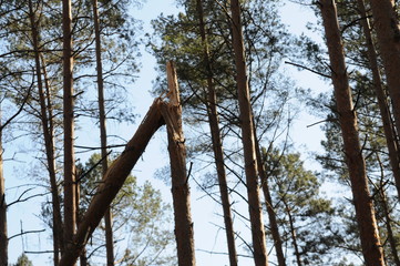 sturmschaden abgeknickter baum 