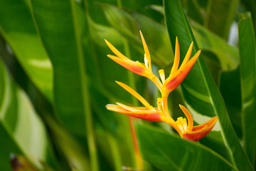 Closeup natural view of green leaf with copy space using as nature background or wallpaper.