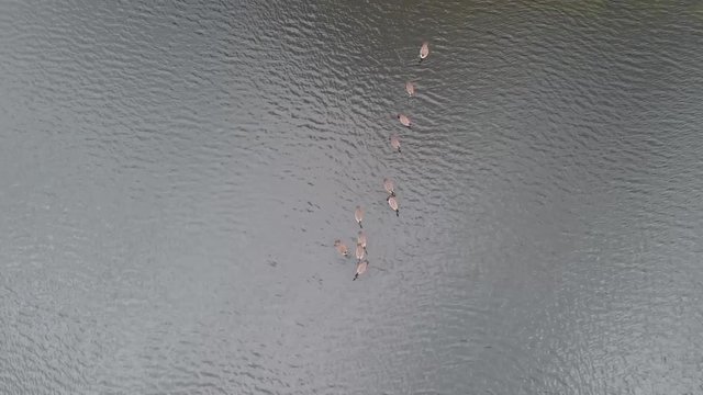 Aerial view of a flock of Geese swimming in formation.