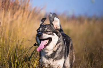 happy smiling gray dog in the autumn nature