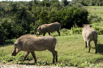 Warthog in Addo National Park, South Africa