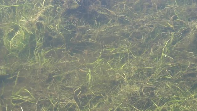 A view of pond water and the ripples from a stone.