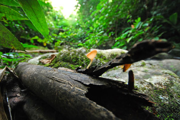 Rose pink Champagne fungi, Cup fungi or Cookeina sulcipes grow on wood log in the forest