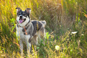 happy smiling gray dog in the nature