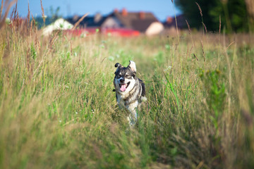 happy smiling gray dog in the nature