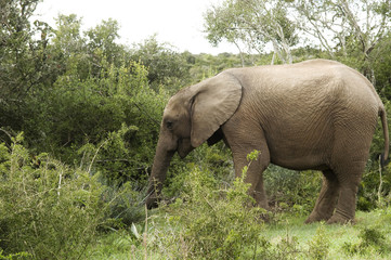 Fototapeta na wymiar Young African Elephant, Addo National Park, South Africa