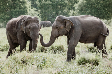 Fototapeta premium Elephants in a National Park from Sri Lanka