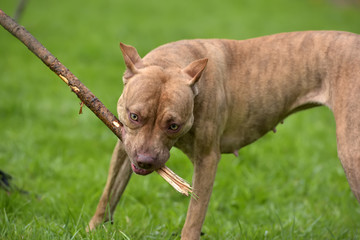 pit bull plays with a stick
