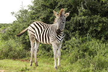 Burchell's Zebra, Addo, South Africa