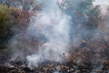 Fototapeta na wymiar A smouldering grass fire next to a forest on a Welsh mountain