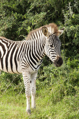 Fototapeta na wymiar Burchell's Zebra, Addo, South Africa