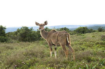 Kudu doe, Addo Elephant park, South Africa