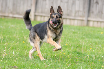 Achilles 