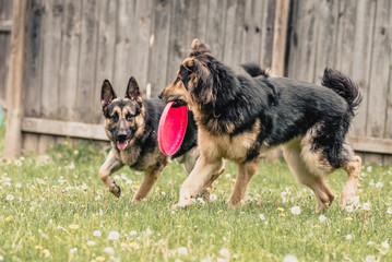 Achilles and Leo